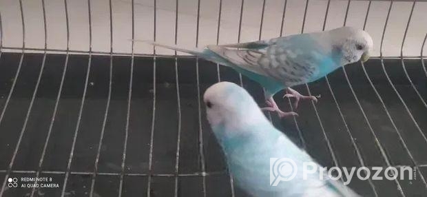 পাখি বিক্রি হবে