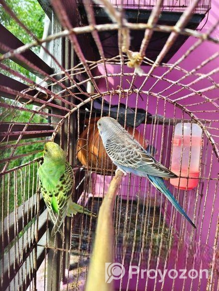 এক জোড়া বাজরিগার পাখি বিক্রয়