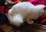 Persian Female Cat