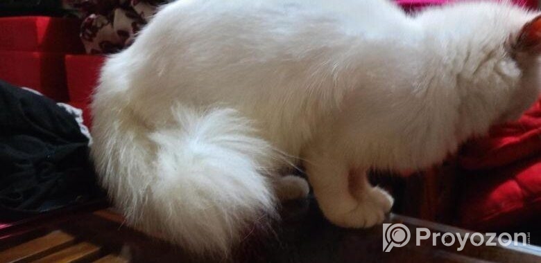 Persian Female Cat