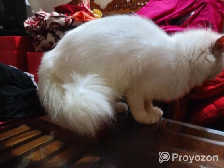 Persian Female Cat
