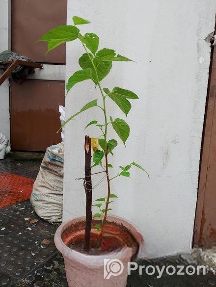 মাল বেরী গাছ