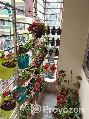 60 Pis Balcony Plants