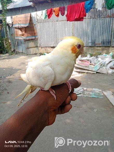 লোটিনো ফিমেল কোকাটেল পাখি