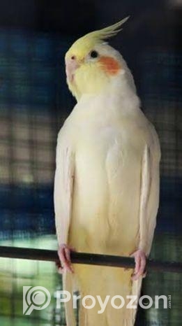 মেল রানিং লুটিনো ককাটেল + খাচা বক্স এক্সাসরিজ