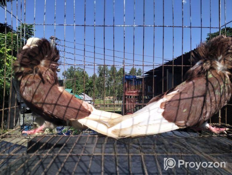 ক্যাপাচিনো কবুতর