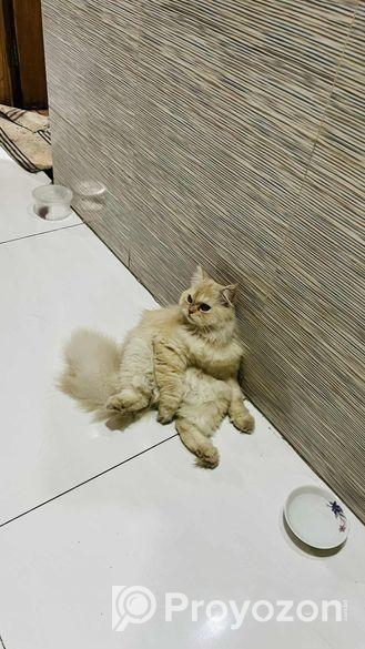 Male Found Color Active Cat