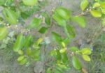 বরই গাছ