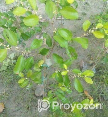 বরই গাছ