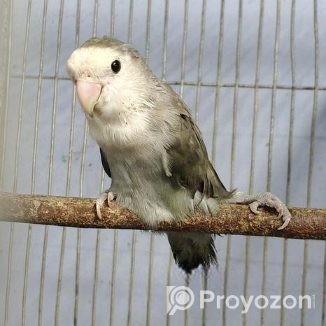 লাভবার্ড ফিমেইল