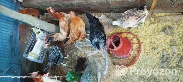 দেশী মুরগী প্লাস পাকিস্তানি ফাউমি