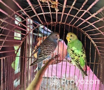 এক জোড়া বাজরিগার পাখি বিক্রয়