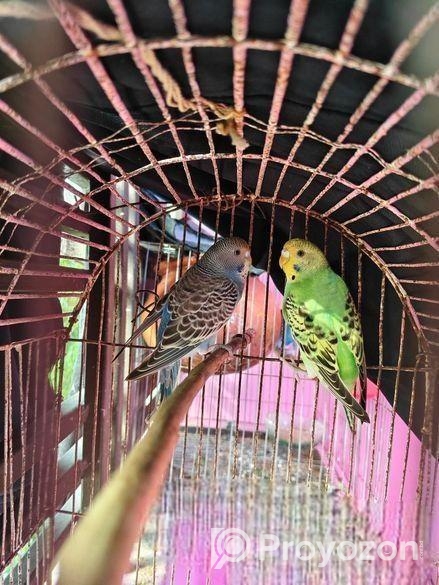 এক জোড়া বাজরিগার পাখি বিক্রয়