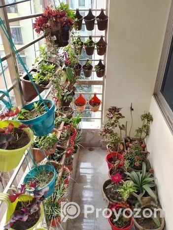 60 Pis Balcony Plants