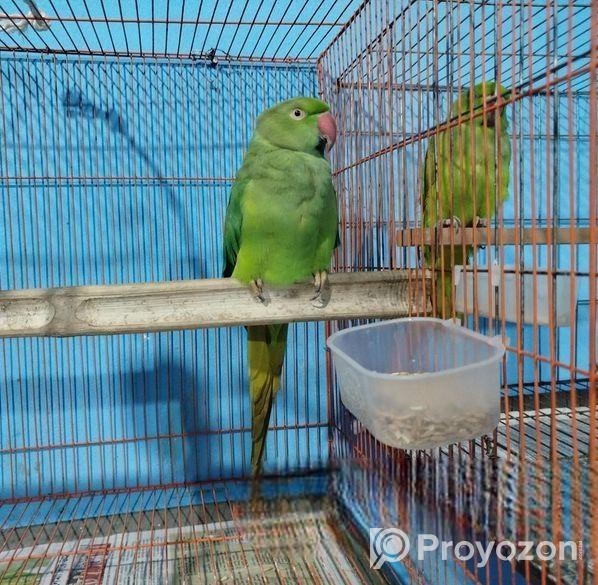 ইন্ডিয়ান রিংনেক দুই পিস ফিমেল