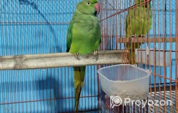 ইন্ডিয়ান রিংনেক দুই পিস ফিমেল