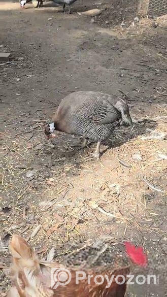 ছেলে তিতির মুরগী