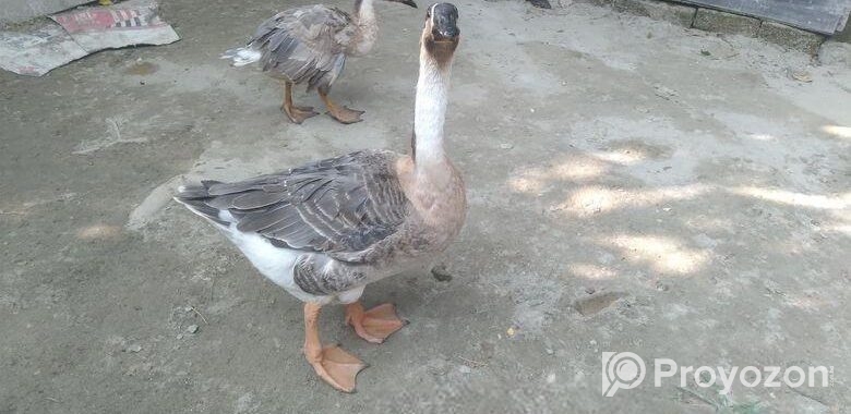 রাজ হাস