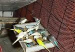 Cute Bajrigar Birds Baby
