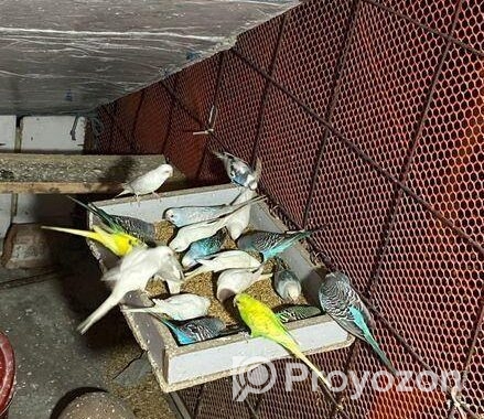 Cute Bajrigar Birds Baby