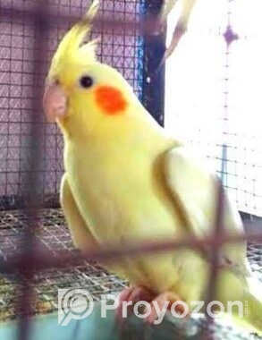 মেল রানিং লুটিনো ককাটেল + খাচা বক্স এক্সাসরিজ