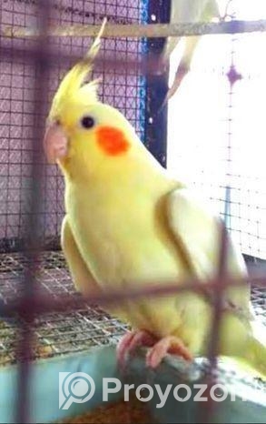 মেল রানিং লুটিনো ককাটেল + খাচা বক্স এক্সাসরিজ