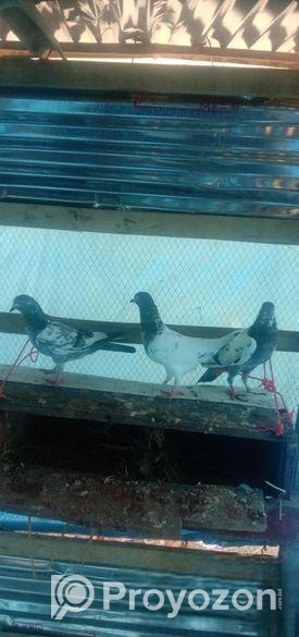 দুইটা নর ও একটি মাদি