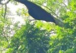 মৌমাছির প্রাকৃতিক চাকের মধু
