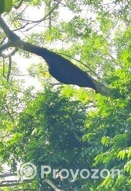 মৌমাছির প্রাকৃতিক চাকের মধু