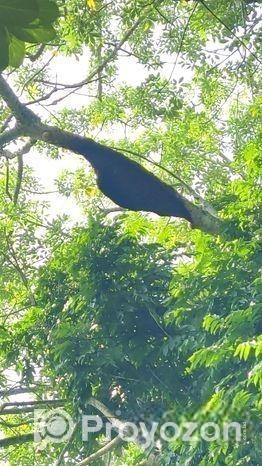মৌমাছির প্রাকৃতিক চাকের মধু