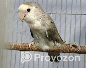 fitted-25_2025-10-28_22-24-56