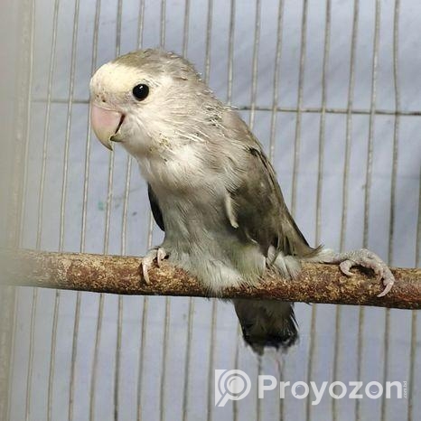 লাভবার্ড ফিমেইল