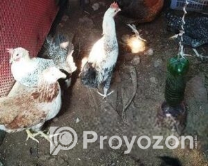 fitted-25_2025-10-29_23-03-58