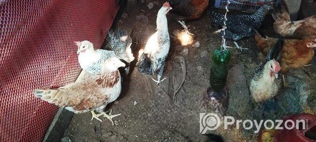 দেশী মুরগী প্লাস পাকিস্তানি ফাউমি