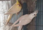 Cockatiel Breeding Pair