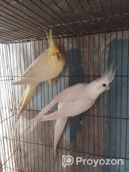 Cockatiel Breeding Pair