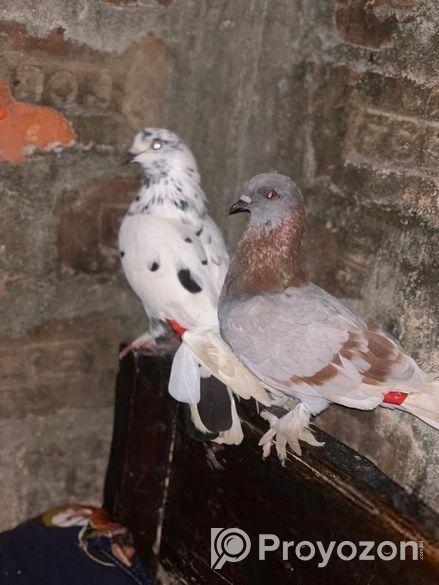 কবুতর বিক্রি হবে