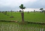 Land Selling