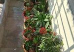 60 Pis Balcony Plants