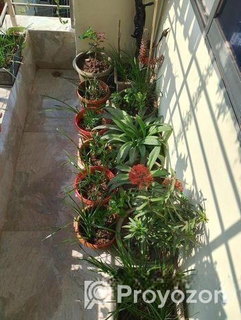 60 Pis Balcony Plants