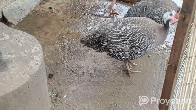 ছেলে তিতির মুরগী