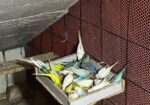 Cute Bajrigar Birds Baby