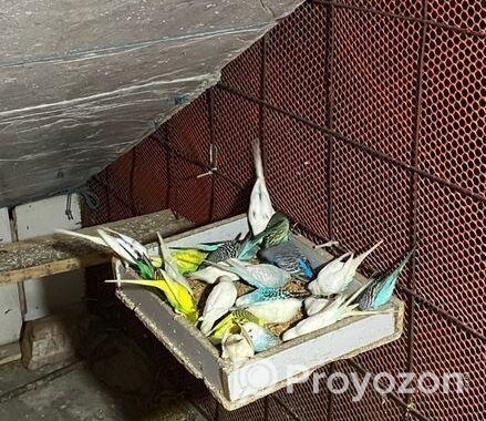 Cute Bajrigar Birds Baby