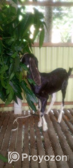 রাম ছাগল