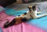 Mixbreed Calico Kitten