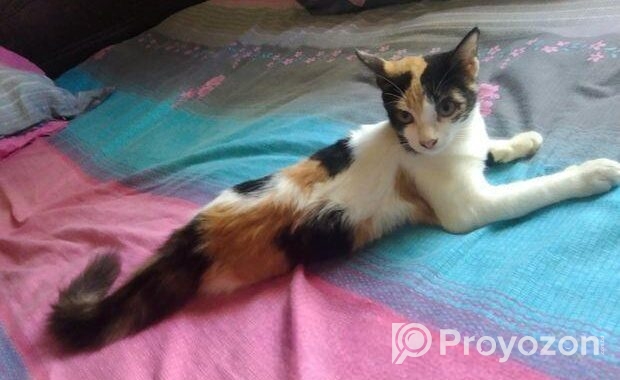 Mixbreed Calico Kitten