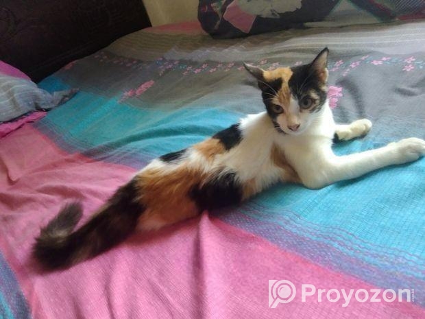 Mixbreed Calico Kitten