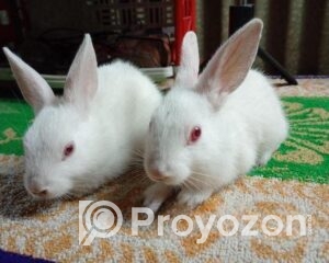 fitted-26_2025-10-25_18-16-25