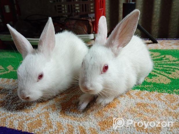 চারটি খরগোশ বিক্রি করা হবে