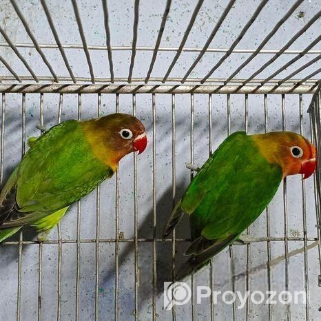 গ্রিন ফিসার লাভবার্ড